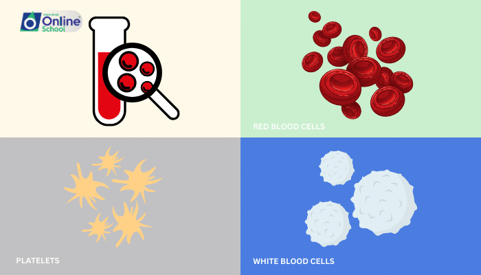 Lesson 06: The Life-Sustaining Fluid: Blood and Its Components
